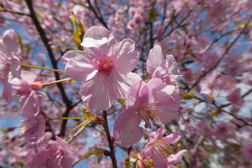 Cherry Blossom Japan