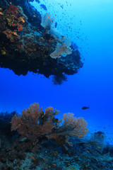 Beautiful coral reef