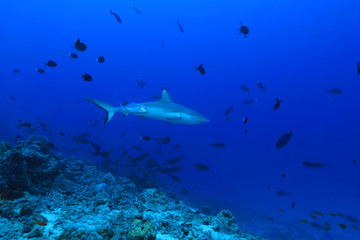 Fototapeta na wymiar Grey reef shark