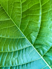 nature green leave pattern texture background.