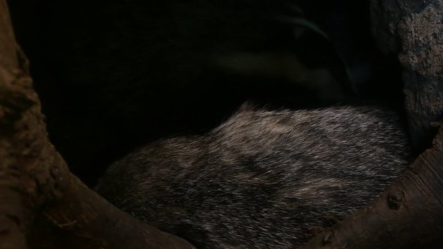 Family of European badgers (Meles meles) sleeping in den / sett / burrow in forest