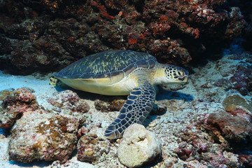 Obraz premium Green sea turtle