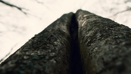 Trees, close-up, part of the tree in focus the rest out of focus, hollow, moss, texture.