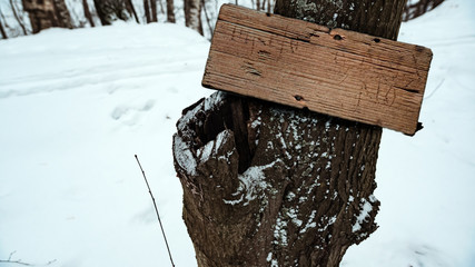 Trees, close-up, part of the tree in focus the rest out of focus, hollow, moss, texture.