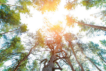 Beautiful pine forest and sun rays bottom view