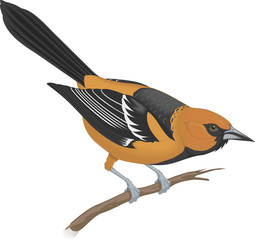 Stylized Bullock's Oriole