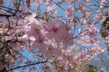 Cherry Blossom Japan