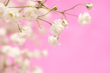 White flowers on a pink background
