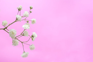 Fototapeta na wymiar Tiny white flowers on a pink background