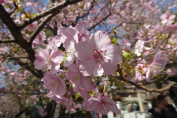Cherry Blossom Japan