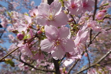 Cherry Blossom Japan