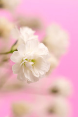 White flowers on a pink background, vertical