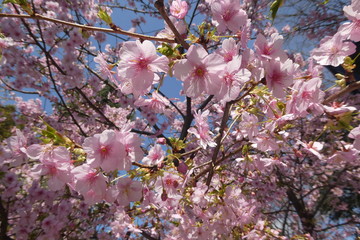 Cherry Blossom Japan