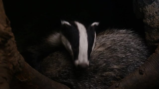 European badger (Meles meles) leaving den / sett / burrow with sleeping badgers in forest