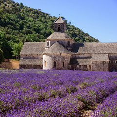     Blooming lavender field in Senanque abbey, Provence, France