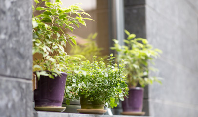 Fototapeta na wymiar Outdoor plants on windowsill of modern coffee shop