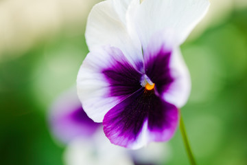 Close up of colorful and vibrant pansy flowers in garden