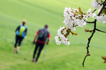 Kirschblüten mit Wanderern im Hintergrund - Cherry blossoms with walkers in the background