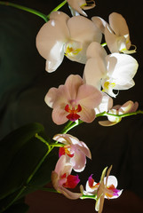 Creative light painting with orchids