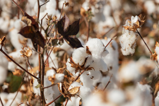 Close up of a cotton plant in a field in Komotini, Greece