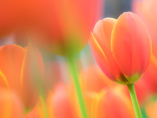 チューリップ tulip 7
