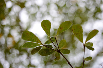 Naklejka premium Bokeh Nature abstract background, Nature green bokeh Background blur green
