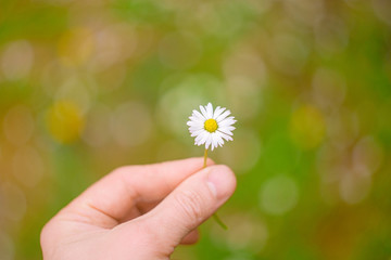 Hand holding a little daisy on spring