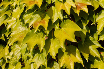Ivy on the wall in bright sunlight. Green natural, plant background.