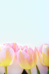 three pink tulips with yellow tint in row on white background