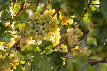 weiße Weintrauben am Rebstock