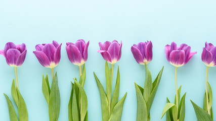 top view purple tulips in row on blue background