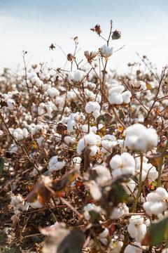 Cotton plant ready for harvesting in a field in Komotini, Greece