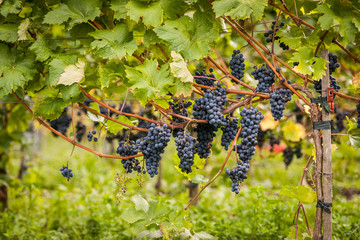 rote Weintrauben am Rebstock