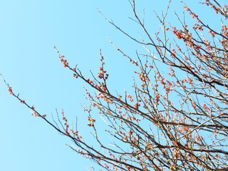 散った梅1　春　日本の田舎の風景