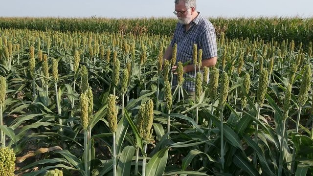 Farmer in sorghum plants  field, summer time agricultural HD footage