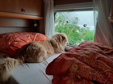 Hund im Wohnmobil