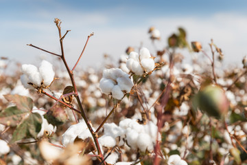 Cotton plant ready for harvesting in a field in Komotini, Greece
