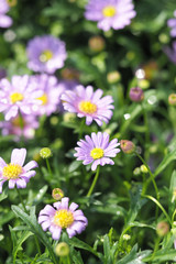 Beautiful Natural Fresh Flower in Garden.