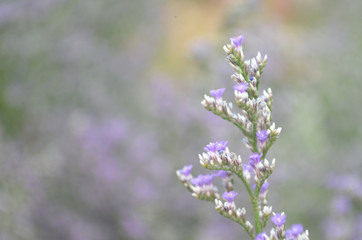 Beautiful Natural Fresh Flower in Garden.