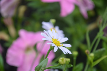 Beautiful Natural Fresh Flower in Garden.