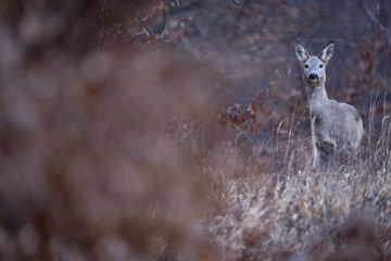 The European roe deer, also known as the western roe deer, chevreuil, or simply roe deer or roe, is a species of deer. 