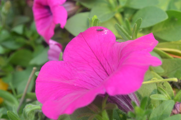 Beautiful Natural Fresh Flower in Garden.