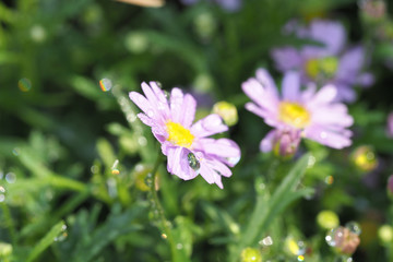 Beautiful Natural Fresh Flower in Garden.