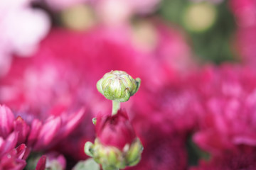 Obraz premium Beautiful Natural Fresh Flower in Garden.