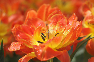 Beautiful Natural Fresh Flower in Garden.