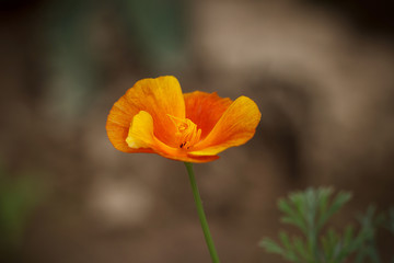 Blooming Eschscholzia californica is a species of flowering plant in the Papaveraceae family, Orange flowers. Blooming of wonderful California Poppy. Close-up.