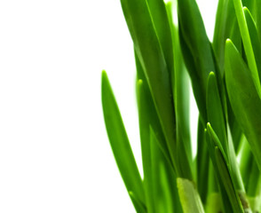 Green snowdrop leaves on a white background