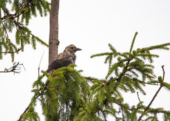 The spotted nutcracker, Eurasian nutcracker, or just nutcracker, (Nucifraga caryocatactes) is a passerine bird slightly larger than the Eurasian jay.