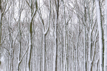 Winter park landscape after snowfall