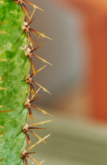 Close up of spines on a green cactus; a watered cactus with water drops 